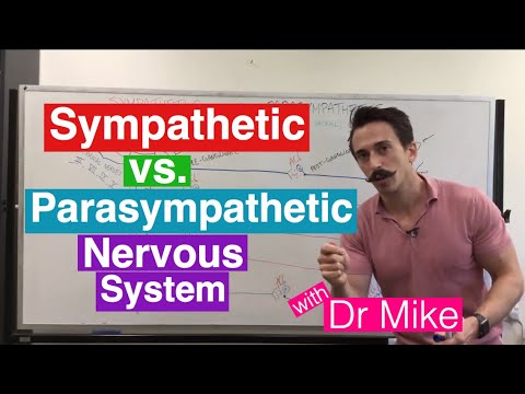 Sympathetic versus Parasympathetic Nervous System | Nervous System