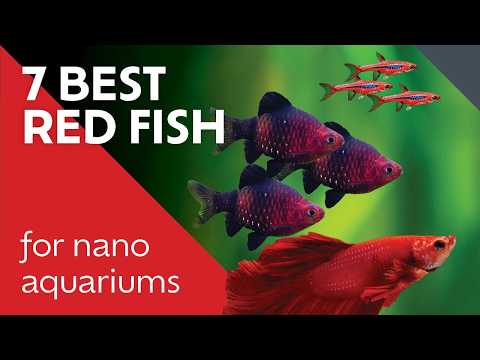 Brilliant Red Fish You Need to See