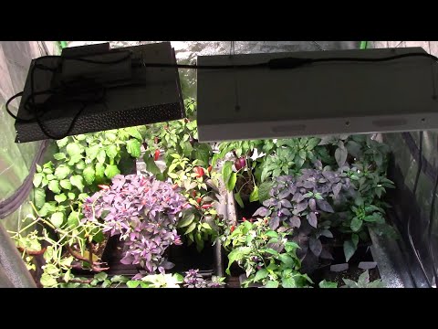My Grow Tent, Lights, and Other Equipment I Use To Grow Plants Indoors