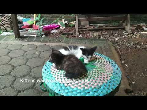 Javanese Kittens Playing on The Trash Can