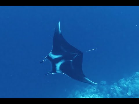Red Sea Scuba Diving - Brothers, Daedalus & Elphinstone