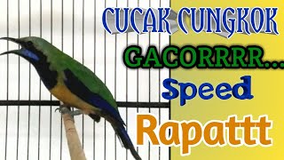 Download lagu SUARA CUNGKOK GACOR..FULL TEMBAKAN SPEED RAPAT, COCOK BUAT MASTERAN[] 100% AMPUH mp3