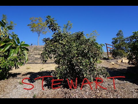 Stewart avocado tree: a profile