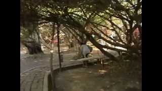 preview picture of video 'Banyan Tree in Phimai  Thailand'