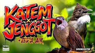 Download lagu SUPER JERNIH! MASTERAN KAPAS TEMBAK X CUCAK JENGGOT   JEDA TERAPI AIR mp3 Download lagu SUPER JERNIH! MASTERAN KAPAS TEMBAK X CUCAK JENGGOT   JEDA TERAPI AIR mp3