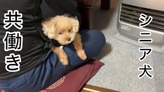 中年夫婦！癒しのシニア犬との暮らし　トイプードル／パート主婦