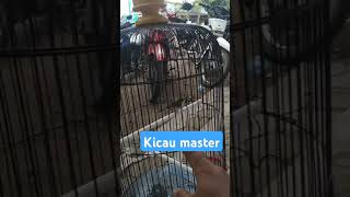 Download lagu Cara melatih mental burung prenjak putih / prenjak jali / ciblek kristal mental baja mp3 Download lagu Cara melatih mental burung prenjak putih / prenjak jali / ciblek kristal mental baja mp3