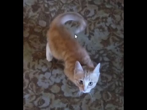 28,04,2020 Рыжик пришла в гости