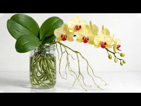 Amazing! How to grow orchids without watering and orchids bloom all 4 seasons