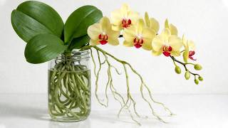 Amazing! How to grow orchids without watering and orchids bloom all 4 seasons