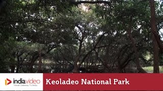 Scenic Beauty of Keoladeo National Park