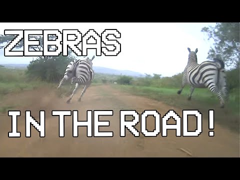 Flat out Friday on the jaw-dropping African savannah