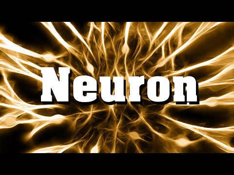 Neurobiologie: Das Neuron (Nervenzelle)
