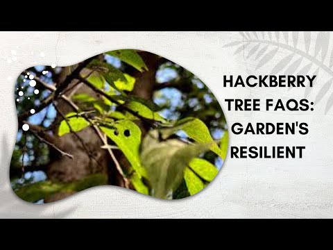 Hackberry Tree FAQs Garden's Resilient