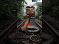 Terrifying Moment! Cobra on Train Tracks Faces Speeding Freight Train!"