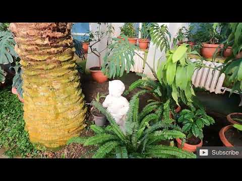 Botanical Garden in Jibou, Romania