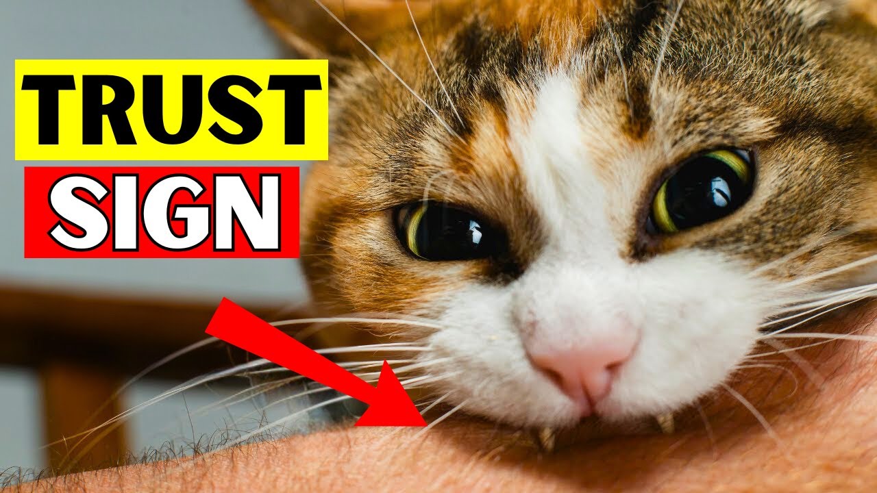 12 Signs That Your Cat Trust You (#6 is Lovely)