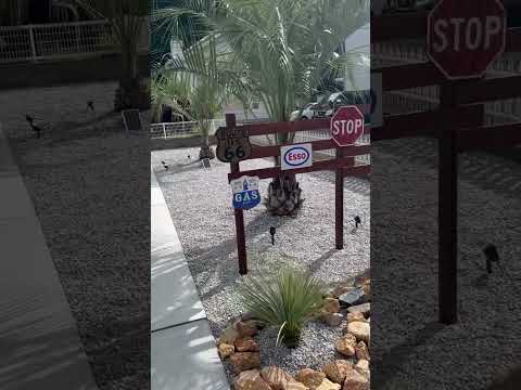 jardin-sec-plantes-Baldingère-faux-roseau