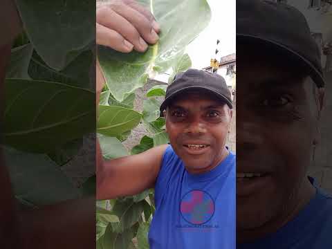 O segredo da planta foi revelado #plantas #natureza