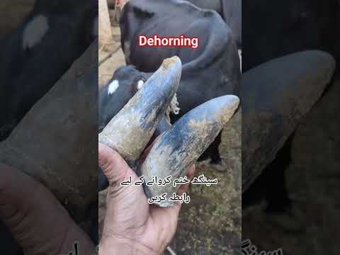 #cow #baffalo #music #animals #farming #love #goat #bollywood #dehorning