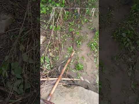 ENCHENTE PASSOU E FICARAM OS PEIXES, AQUI EM AFOGADOS DA INGAZEIRA PERNAMBUCO