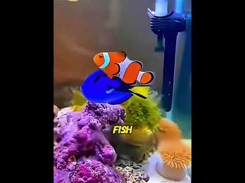 A tiny clownfish jumped onto his boat to escape a shark! 😱🐠#usa  #shorts