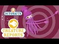 Octonauts Creature Reports Colossal Squid