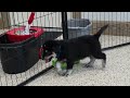 Goberian dogs for sale: Oscar - Video 1
