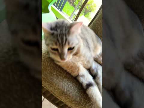 My grandma cat name is pipsqueak ￼