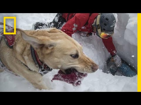 Capturing the Impact of Avalanche Rescue Dogs | National Geographic