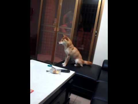 ㄠ嗚~~垃圾車來了(原發表者:DuckSu)(影片)