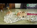 Chihuahua dogs for sale: Tulip - Video 1