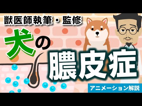 猫の膿皮症 - 原因、症状、治療法