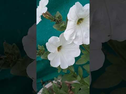 Wow such a so beautiful flowers #youtubeshorts#flowers