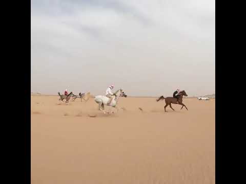 , title : 'Arabian horse racing'