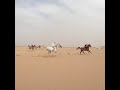Arabian horse racing