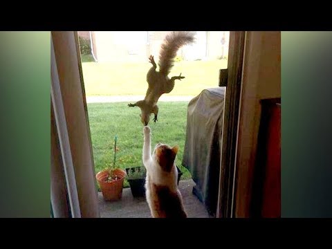 Funny animal videos - Funny Squirrel Fighting- HILARIOUS