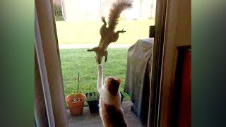 Vous serez surpris de constater que les écureuils peuvent être plus drôles que les chats - compilation animaux drôles