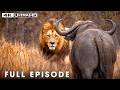 African Savannah Deadliest Battles For Survival FULL EPISODE Wildlife Documentary