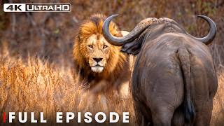 Download lagu African Savannah | Deadliest Battles for Survival | FULL EPISODE | Wildlife Documentary mp3
