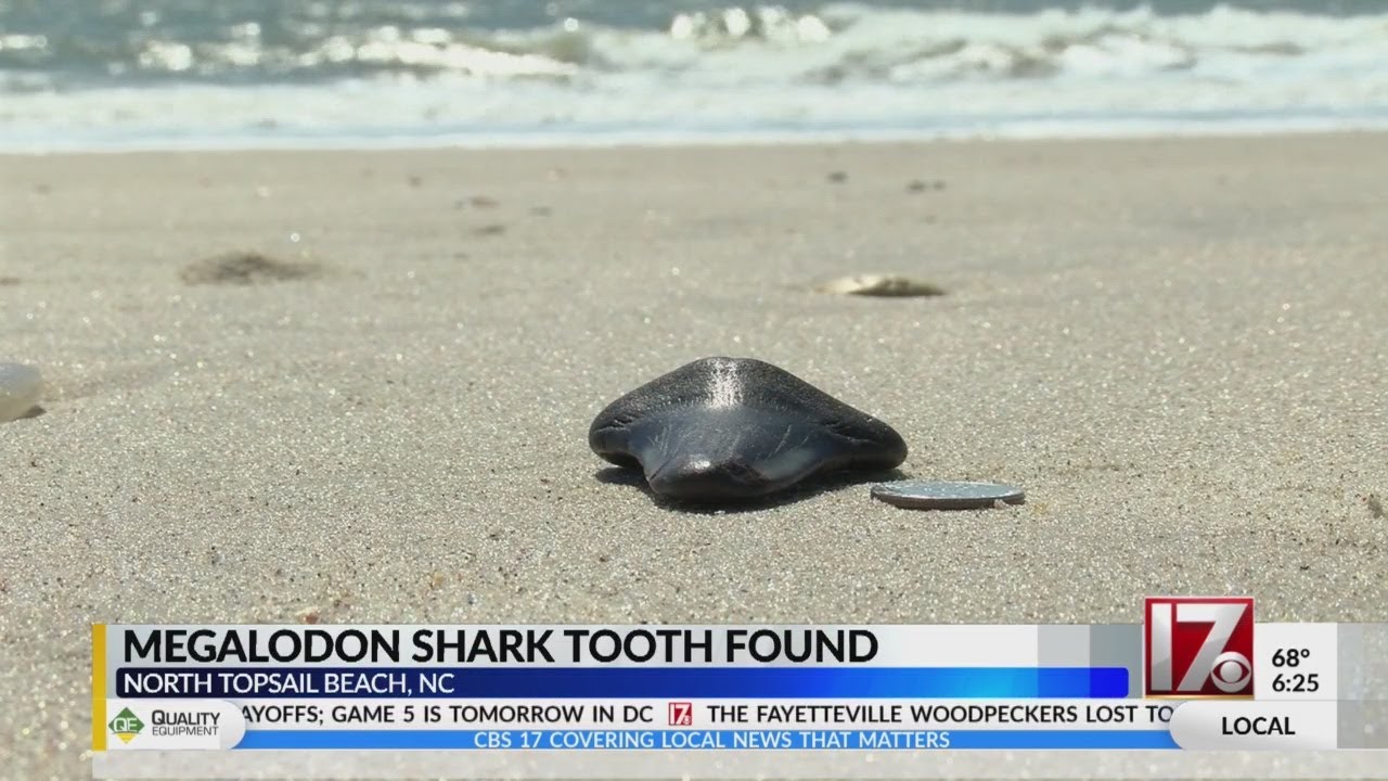 Raleigh girl finds megalodon tooth on beach in North Topsail - YouTube