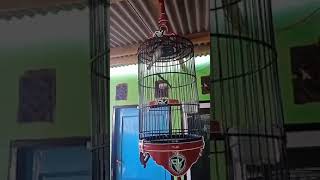 Download lagu KOMBOK KUNTILANAK mp3