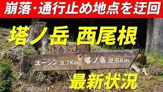 [Unexplored Area of ​​Tanzawa] Yushin Valley → Tonodake West Ridge Latest Conditions June 7, 2025