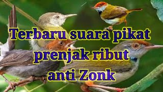 Download lagu Suara pikat prenjak ribut terbaru |ampuh |anti zonk mp3 Download lagu Suara pikat prenjak ribut terbaru |ampuh |anti zonk mp3