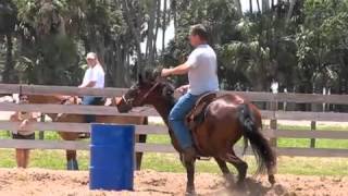 Horse For Sale "Skeeter"