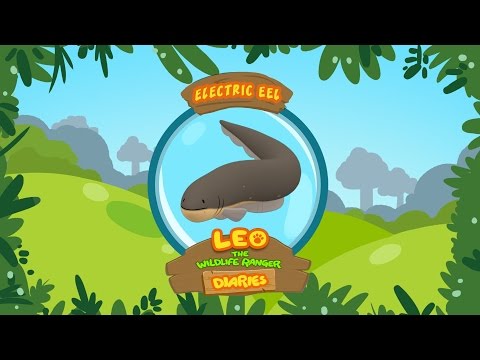 Witness21 Editor  2017 12 04