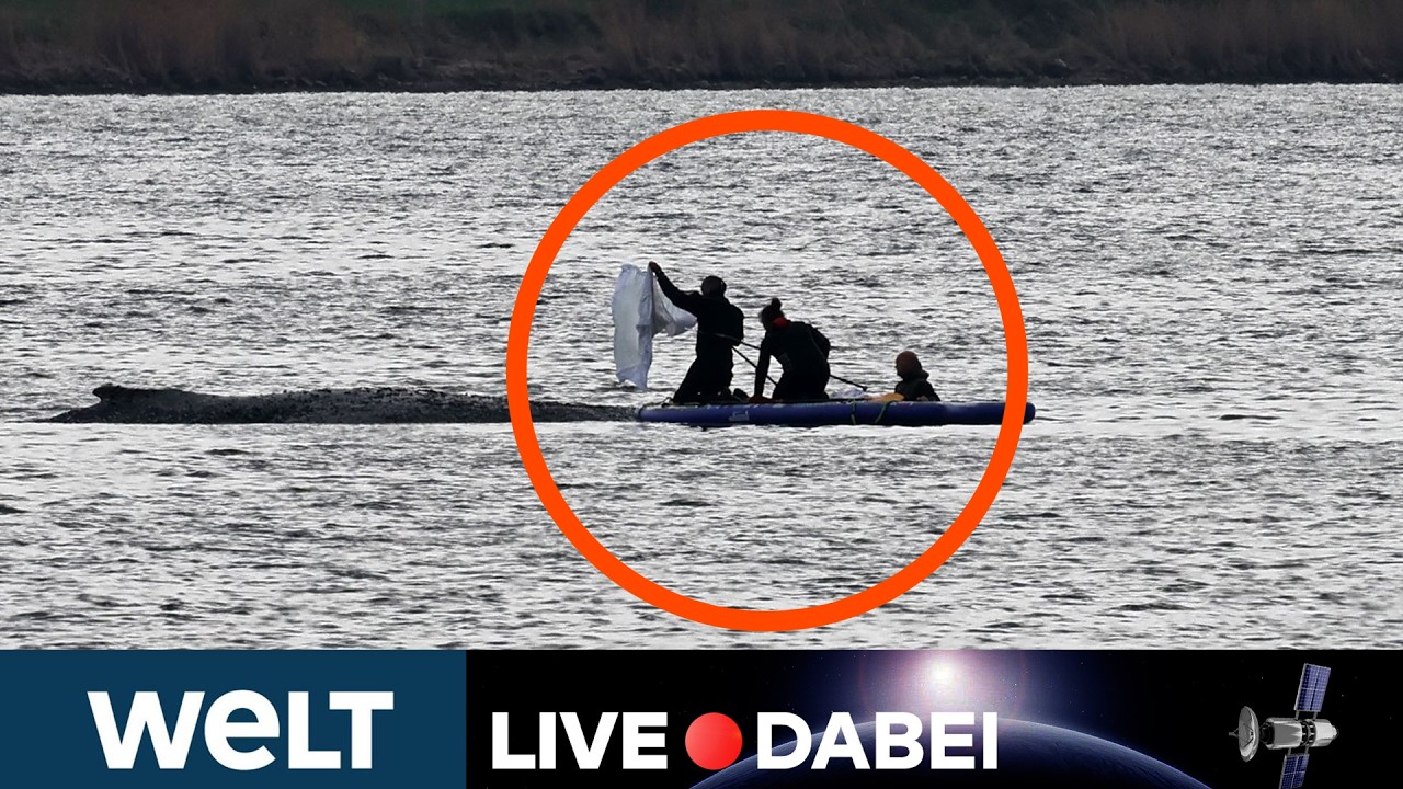 INSEL POEL: Rettungsaktion für Wal "Timmy" in der Ostsee geht weiter | WELT LIVE