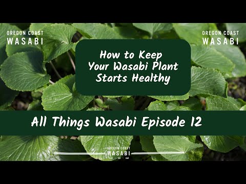 How to Keep Your Wasabi Plant Starts Healthy - All Things Wasabi Episode 12