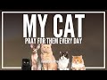 Prayer For Cats Prayers For Cat Healing Health And Blessing