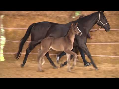 Taubentanz von Lossow - Biotop - Intervall xx